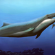 Illustration for article titled California highway dig unveils four new whale species